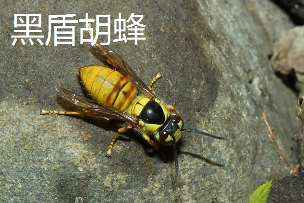 被马蜂蛰了怎么办,夹出毒针再用弱酸性溶液冲洗被蛰处