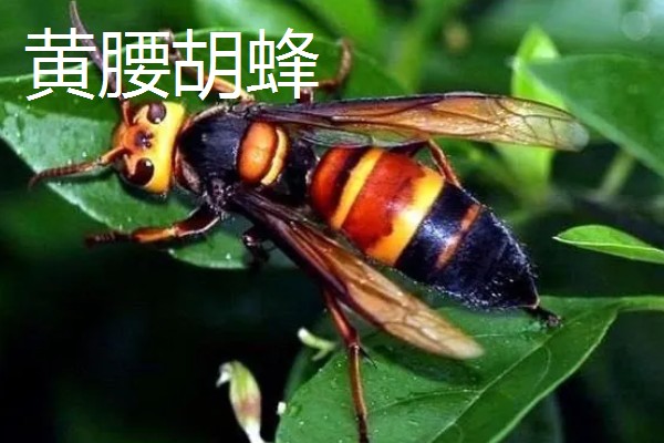 被马蜂蛰了怎么办,夹出毒针再用弱酸性溶液冲洗被蛰处