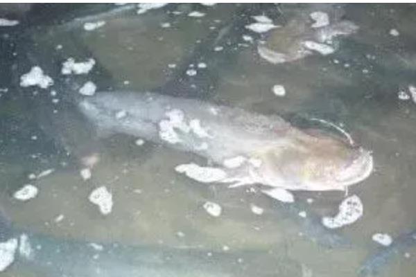 虹鳟鱼疾病防治方法，发生水霉病可涂抹孔雀石绿软膏并换水消毒