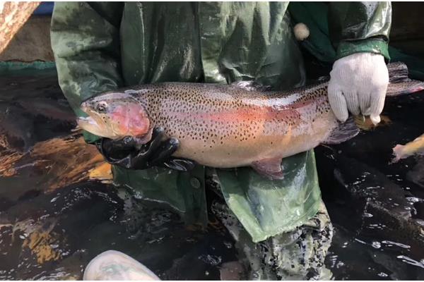 虹鳟鱼疾病防治方法，发生水霉病可涂抹孔雀石绿软膏并换水消毒
