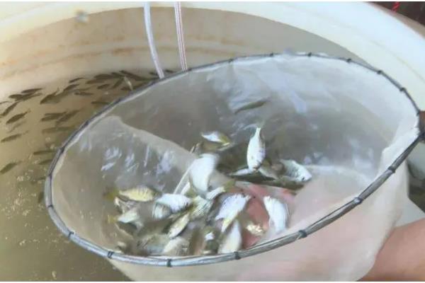 虹鳟鱼疾病防治方法，发生水霉病可涂抹孔雀石绿软膏并换水消毒