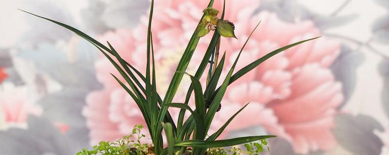 兰花的花语，寓意高洁、典雅等