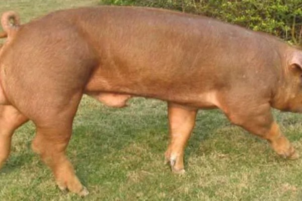 杜洛克猪的体重，成年公猪可达到350-450斤左右