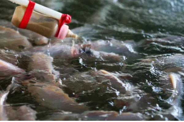 虹鳟鱼疾病防治方法，发生水霉病可涂抹孔雀石绿软膏并换水消毒