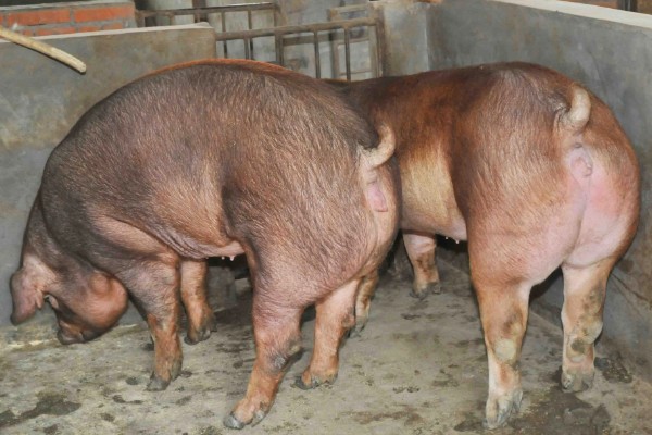 杜洛克猪的体重，成年公猪可达到350-450斤左右