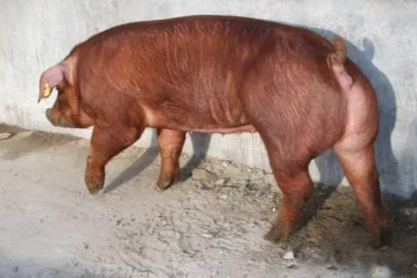 杜洛克猪的体重，成年公猪可达到350-450斤左右