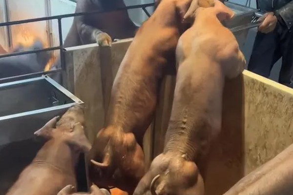 杜洛克猪的体重，成年公猪可达到350-450斤左右