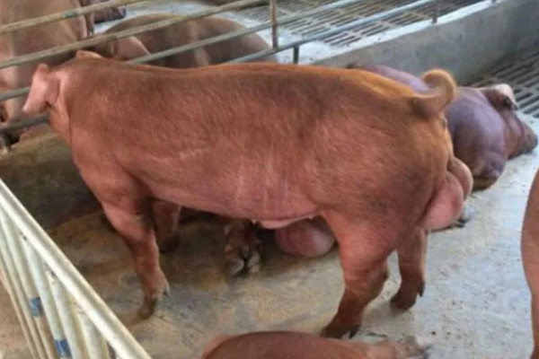 杜洛克猪的体重，成年公猪可达到350-450斤左右