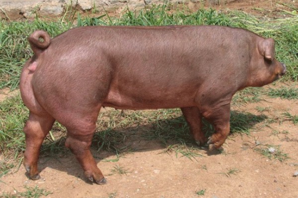 杜洛克猪的体重，成年公猪可达到350-450斤左右