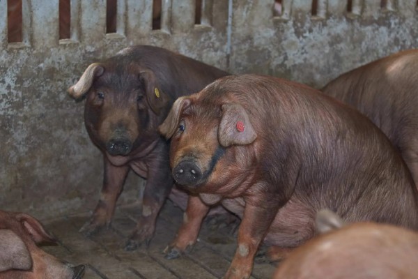 杜洛克猪的体重，成年公猪可达到350-450斤左右