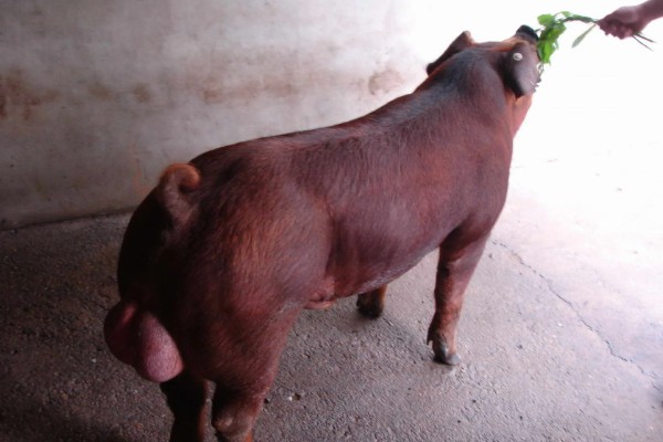 杜洛克猪的体重，成年公猪可达到350-450斤左右