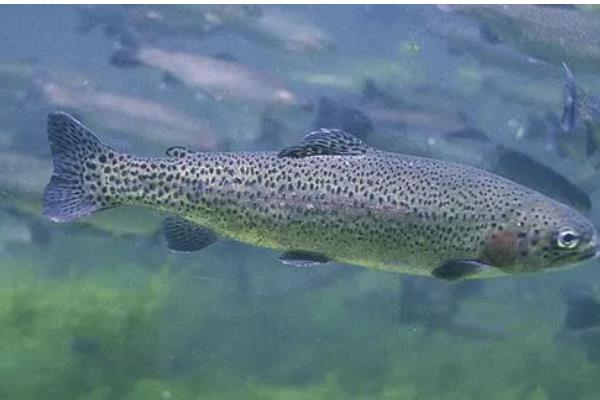 虹鳟鱼疾病防治方法，发生水霉病可涂抹孔雀石绿软膏并换水消毒