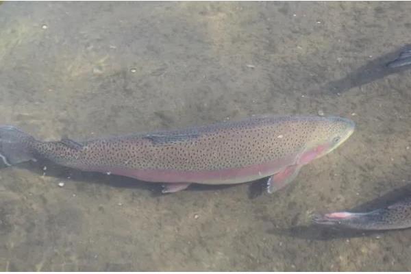虹鳟鱼疾病防治方法，发生水霉病可涂抹孔雀石绿软膏并换水消毒