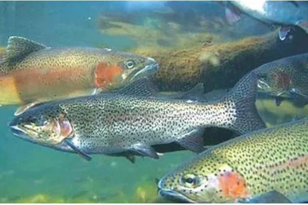 虹鳟鱼疾病防治方法，发生水霉病可涂抹孔雀石绿软膏并换水消毒