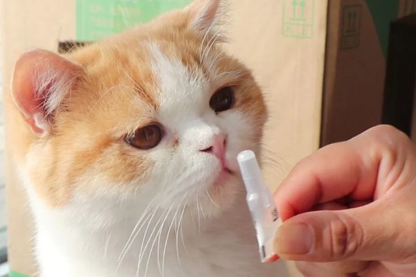 1个半月的猫如何防治跳蚤，使用体外驱虫滴剂可灭杀皮肤表层的寄生虫