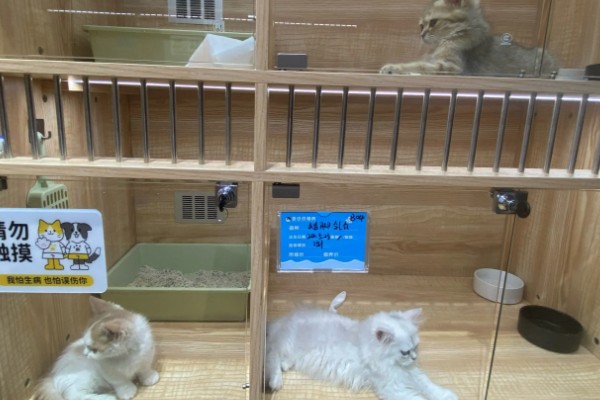 1个半月的猫如何防治跳蚤，使用体外驱虫滴剂可灭杀皮肤表层的寄生虫