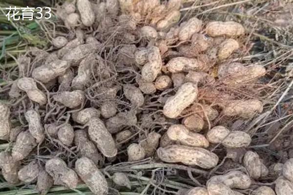 哪些花生出油率高，海花1号、丰华1号等品种出油多