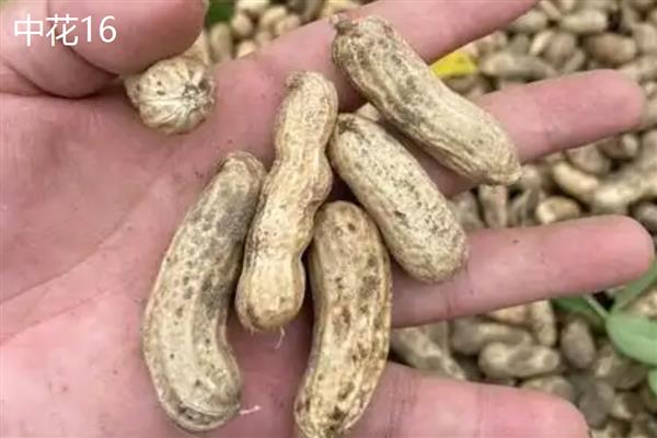 哪些花生出油率高，海花1号、丰华1号等品种出油多