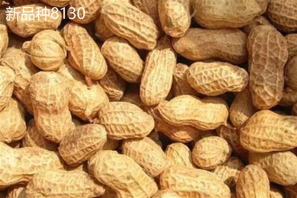 哪些花生出油率高，海花1号、丰华1号等品种出油多