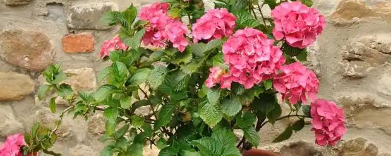 蔷薇花如何移植，春季或秋季均可进行