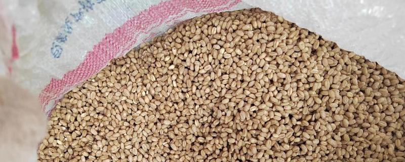 小麦种子的生殖方式，属于有性生殖