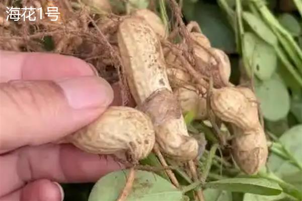 哪些花生出油率高，海花1号、丰华1号等品种出油多