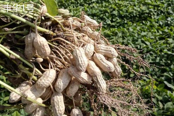 哪些花生出油率高，海花1号、丰华1号等品种出油多