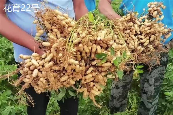 哪些花生出油率高，海花1号、丰华1号等品种出油多