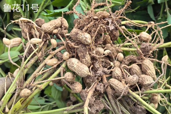 哪些花生出油率高，海花1号、丰华1号等品种出油多