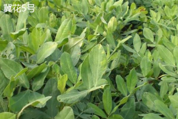 哪些花生出油率高，海花1号、丰华1号等品种出油多