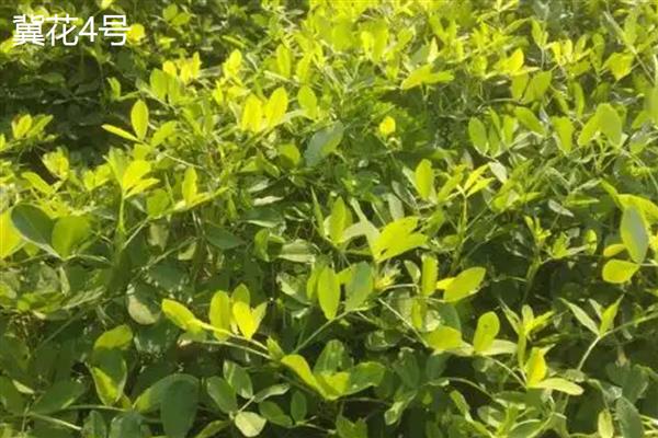 哪些花生出油率高，海花1号、丰华1号等品种出油多