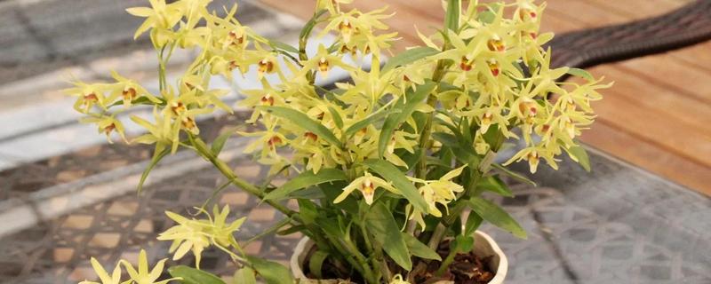 铁皮石斛用什么肥料好，后期施肥通常用叶面肥