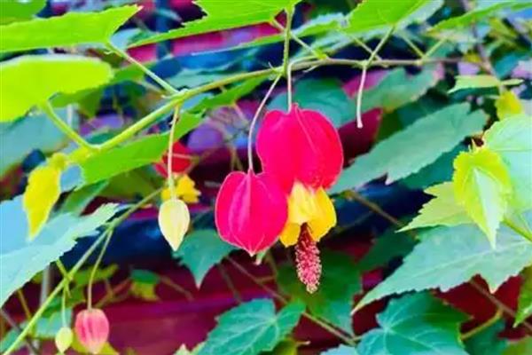 灯笼花如何修剪，开花后需要修剪一次