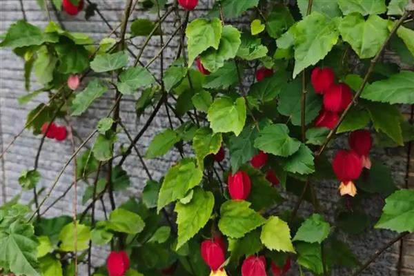 灯笼花如何修剪，开花后需要修剪一次