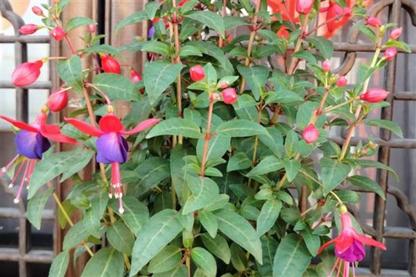 灯笼花如何修剪，开花后需要修剪一次