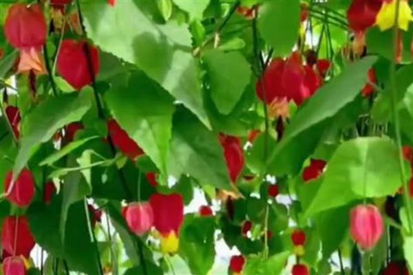 灯笼花如何修剪，开花后需要修剪一次