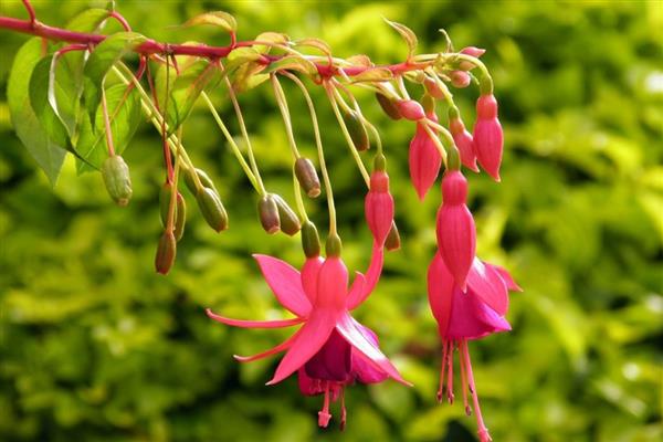 灯笼花如何修剪，开花后需要修剪一次