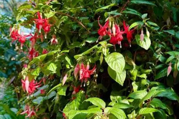 灯笼花如何修剪，开花后需要修剪一次