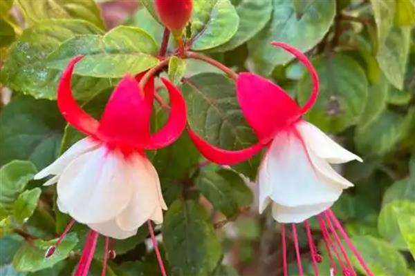 灯笼花如何修剪，开花后需要修剪一次