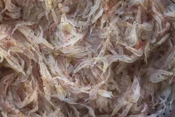 毛虾苗的原产地,在渤海、黄海分布比较多