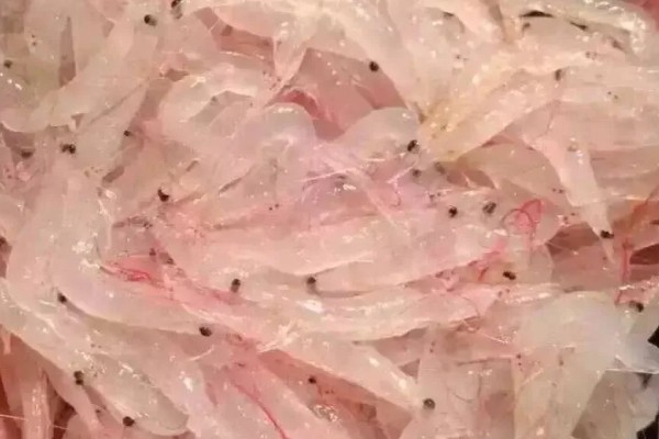 毛虾苗的原产地,在渤海、黄海分布比较多