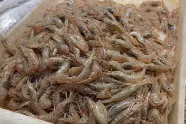 毛虾苗的原产地,在渤海、黄海分布比较多