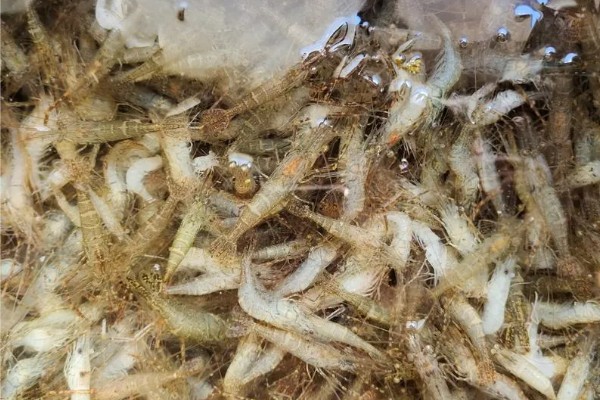 毛虾苗的原产地,在渤海、黄海分布比较多