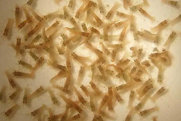 毛虾苗的原产地,在渤海、黄海分布比较多