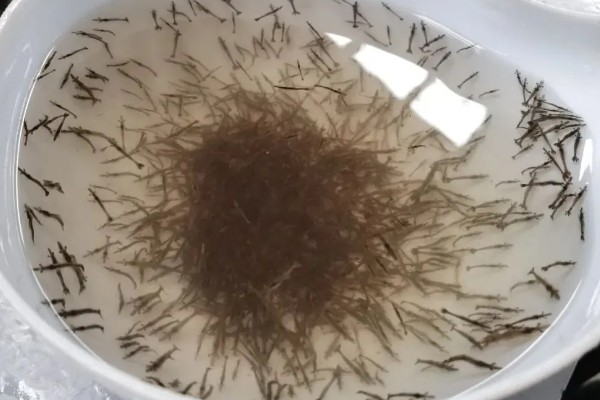 毛虾苗的原产地,在渤海、黄海分布比较多