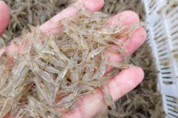 毛虾苗的原产地,在渤海、黄海分布比较多