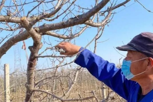 樱桃树哪种树形最好，自由纺锤形是适宜选择