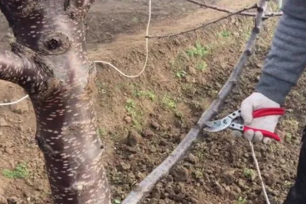 樱桃树哪种树形最好，自由纺锤形是适宜选择