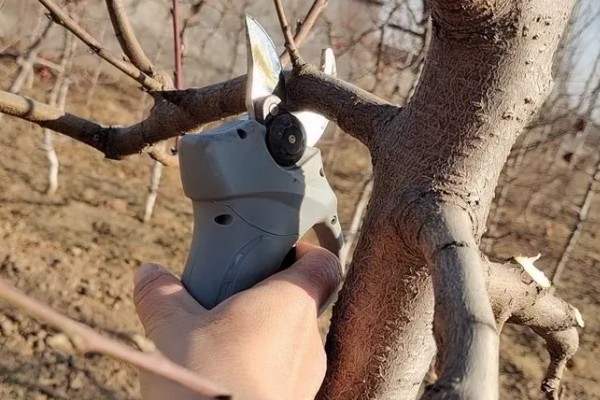 樱桃树哪种树形最好，自由纺锤形是适宜选择