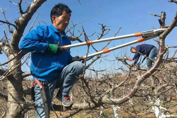 樱桃树哪种树形最好，自由纺锤形是适宜选择